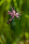 David Plant Photography - Wildlife Photography - Ragged robin - D