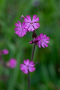 David Plant Photography - Wildlife Photography - Red campion - C