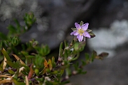 David Plant Photography - Wildlife Photography - Rock sea-spurrey - A