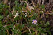 David Plant Photography - Wildlife Photography - Rock sea-spurrey - B