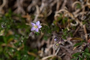 David Plant Photography - Wildlife Photography - Rock sea-spurrey - C