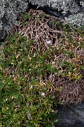 David Plant Photography - Wildlife Photography - Rock sea-spurrey - D
