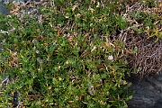 David Plant Photography - Wildlife Photography - Rock sea-spurrey - E