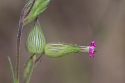 David Plant Photography - Wildlife Photography - Sand catchfly - A