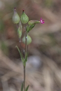David Plant Photography - Wildlife Photography - Sand catchfly - E