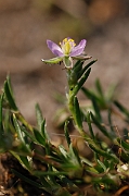 David Plant Photography - Wildlife Photography - Sand spurrey - B