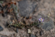 David Plant Photography - Wildlife Photography - Sand spurrey - D