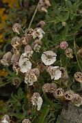 David Plant Photography - Wildlife Photography - Sea campion - B
