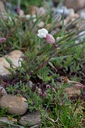 David Plant Photography - Wildlife Photography - Sea campion - D