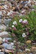 David Plant Photography - Wildlife Photography - Sea campion - F