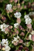 David Plant Photography - Wildlife Photography - Sea campion - H