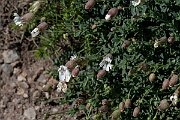 David Plant Photography - Wildlife Photography - Sea campion - I