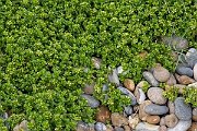 David Plant Photography - Wildlife Photography - Sea sandwort - D