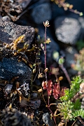 David Plant Photography - Wildlife Photography - Slender pearlwort - A
