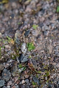 David Plant Photography - Wildlife Photography - Slender pearlwort - B
