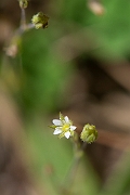 David Plant Photography - Wildlife Photography - Slender sandwort - A