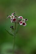 David Plant Photography - Wildlife Photography - Small-flowered catchfly - A