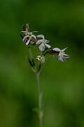 David Plant Photography - Wildlife Photography - Small-flowered catchfly - D