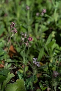 David Plant Photography - Wildlife Photography - Small-flowered catchfly - G