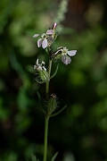 David Plant Photography - Wildlife Photography - Small-flowered catchfly - I