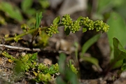 David Plant Photography - Wildlife Photography - Smooth rupturewort - B