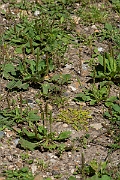 David Plant Photography - Wildlife Photography - Smooth rupturewort - E