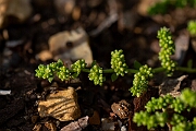 David Plant Photography - Wildlife Photography - Smooth rupturewort - F