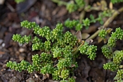 David Plant Photography - Wildlife Photography - Smooth rupturewort - H