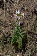 David Plant Photography - Wildlife Photography - Soapwort - B