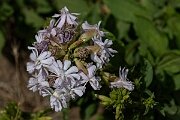 David Plant Photography - Wildlife Photography - Soapwort - C