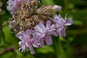 David Plant Photography - Wildlife Photography - Soapwort - D