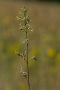 David Plant Photography - Wildlife Photography - Spanish catchfly - F