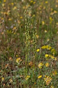 David Plant Photography - Wildlife Photography - Spanish catchfly - H