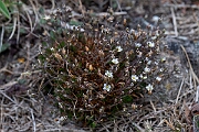 David Plant Photography - Wildlife Photography - Spring sandwort - B