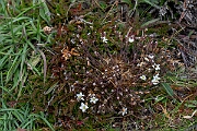 David Plant Photography - Wildlife Photography - Spring sandwort - C