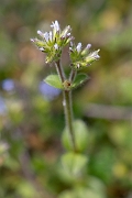 David Plant Photography - Wildlife Photography - Sticky mouse-ear - A