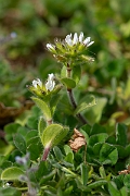 David Plant Photography - Wildlife Photography - Sticky mouse-ear - B
