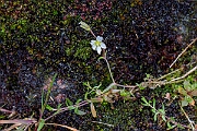David Plant Photography - Wildlife Photography - Strapwort mouse-ear - A