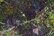 David Plant Photography - Wildlife Photography - Strapwort mouse-ear - C