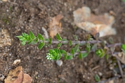 David Plant Photography - Wildlife Photography - Thyme-leaved sandwort - A