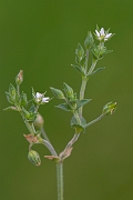 David Plant Photography - Wildlife Photography - Thyme-leaved sandwort - B