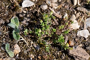 David Plant Photography - Wildlife Photography - Thyme-leaved sandwort - D