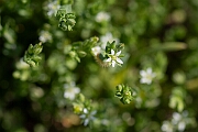 David Plant Photography - Wildlife Photography - Thyme-leaved sandwort - G