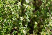 David Plant Photography - Wildlife Photography - Thyme-leaved sandwort - H