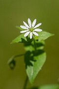 David Plant Photography - Wildlife Photography - Water chickweed - A