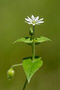 David Plant Photography - Wildlife Photography - Water chickweed - B