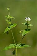 David Plant Photography - Wildlife Photography - Water chickweed - C