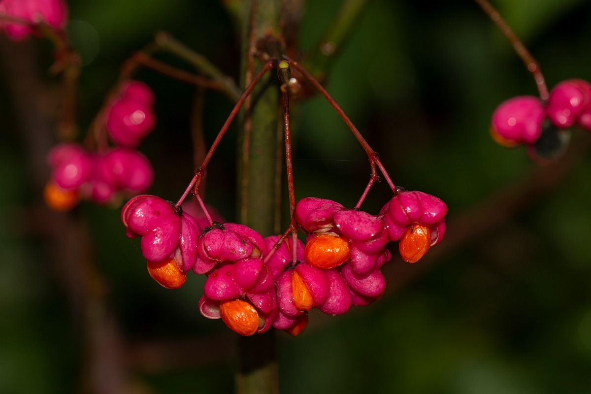 David Plant Photography - Wildlife Photography - Spindle - E.jpg - Spindle autumn colour and fruit - Cotswolds
