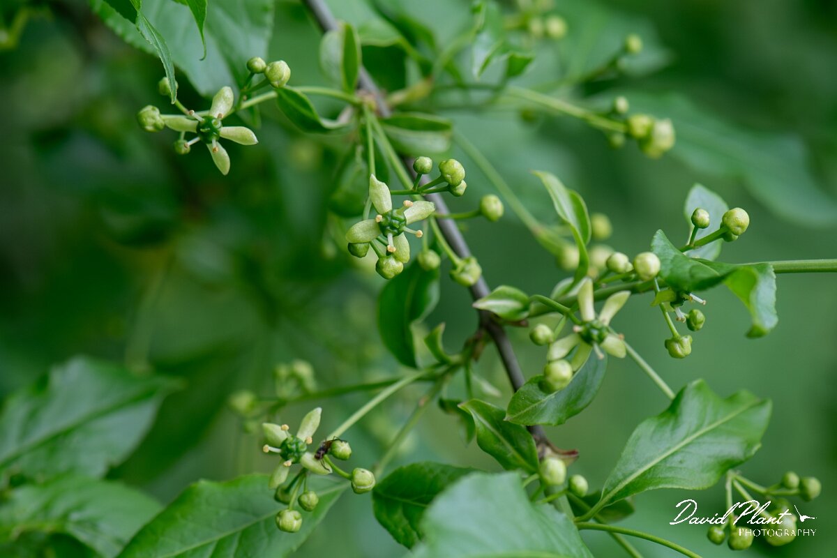 David Plant Photography - Wildlife Photography - Spindle - G.jpg - Spindle, flowers - Cotswolds