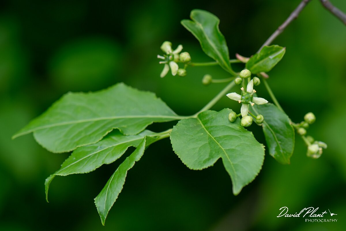 David Plant Photography - Wildlife Photography - Spindle - H.jpg - Spindle, flowers - Cotswolds
